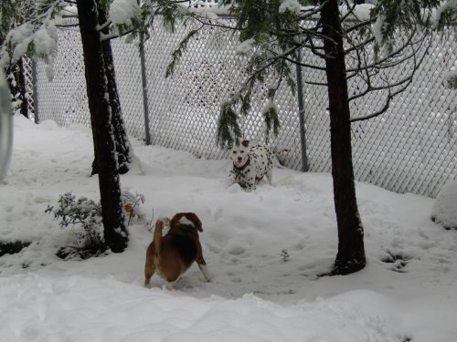 Dixie and Blake playing in snow